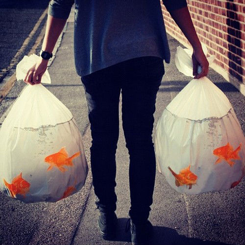 gold fish trashbags