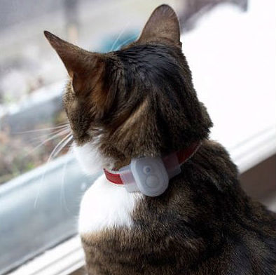 GPS Cat Locator - Shut Up And Take My Money - 394 x 392 jpeg 27kB