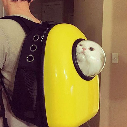 cat-bubble-backpack