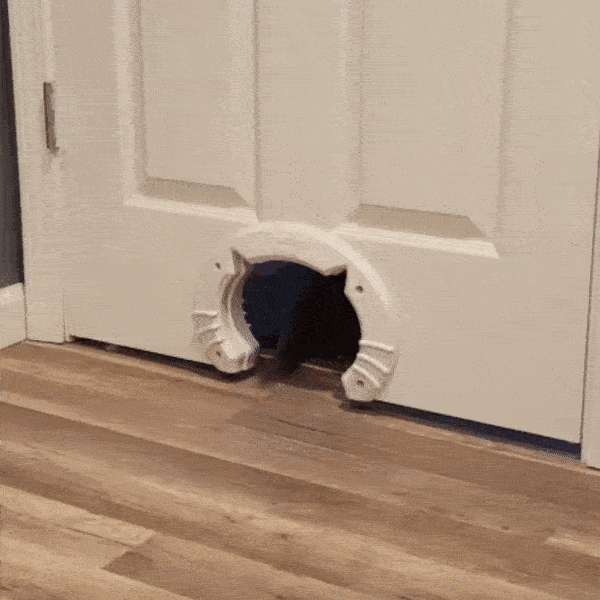 cat door kitty door gif