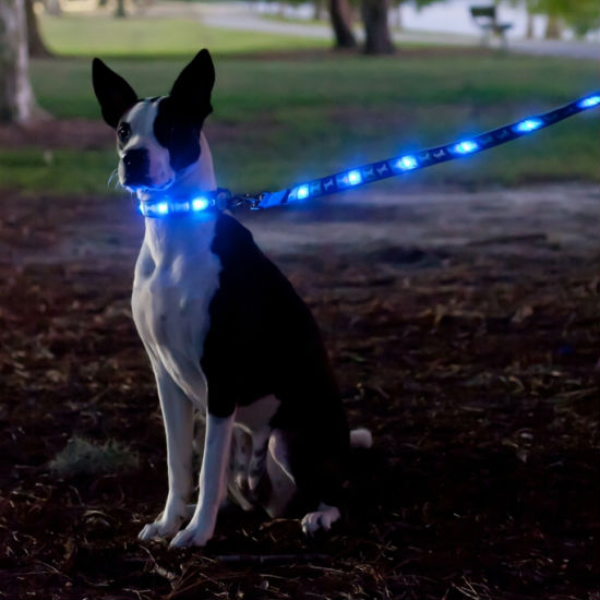 led dog leash 
