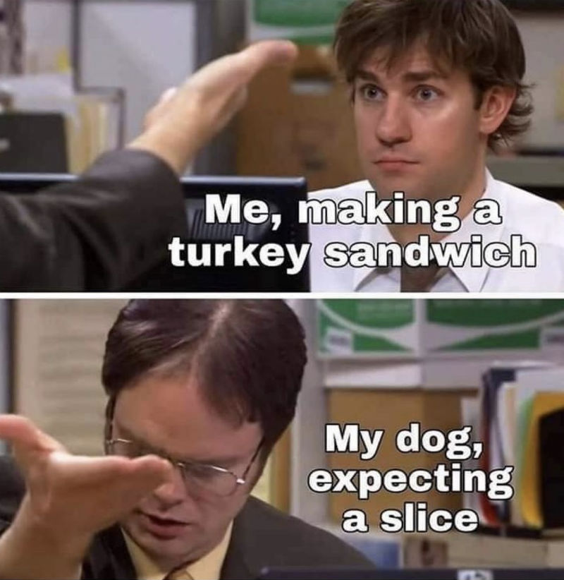 me making a turkey sandwich my dog expecting a slice meme