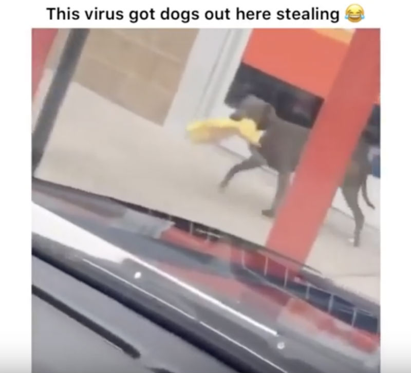 this virus got dogs out here stealing 