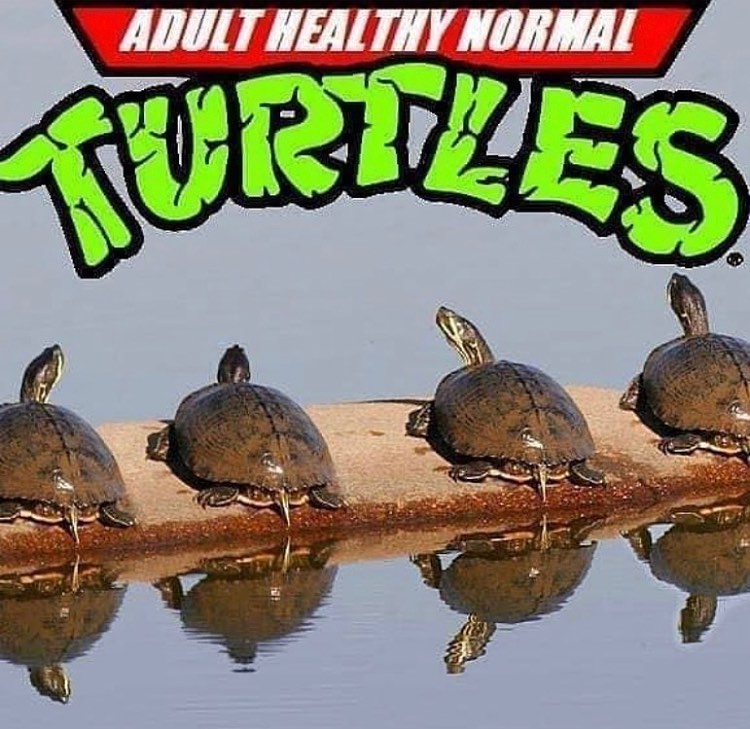 adult healthy normal turtles 