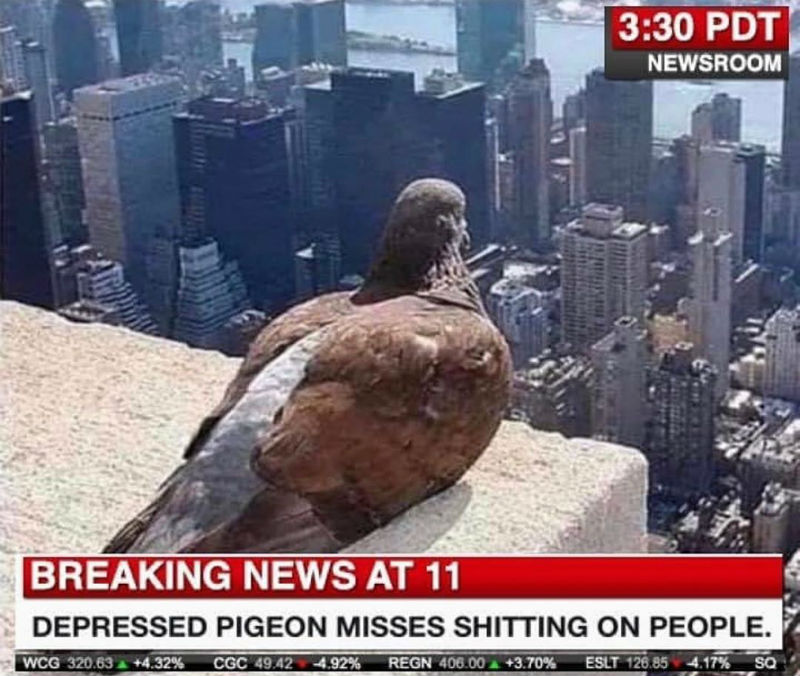 depressed pigeon misses shitting on people