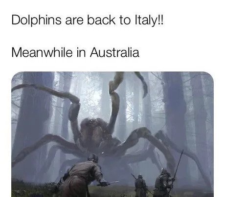 dolphins are back in italy 
