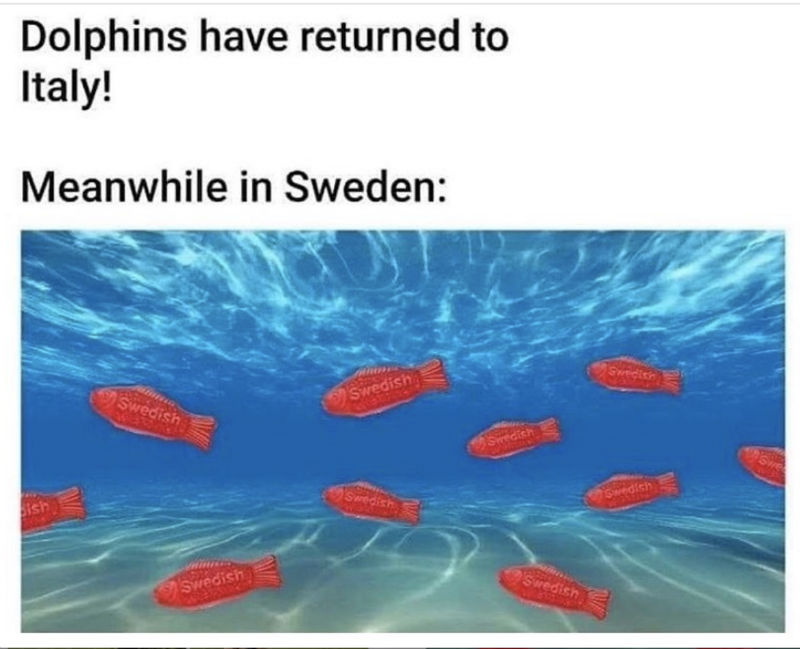 dolphins have returned to italy meanwhile in sweden 