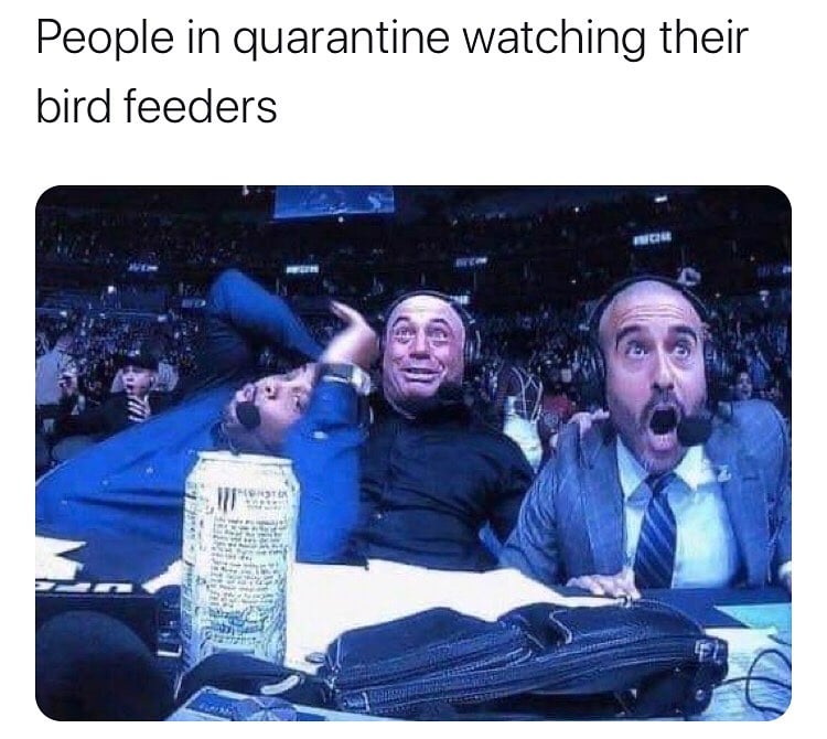 people in quarantine watching their bird feeders meme