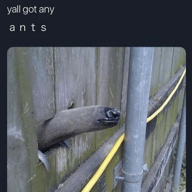 yall got any ants anteater meme
