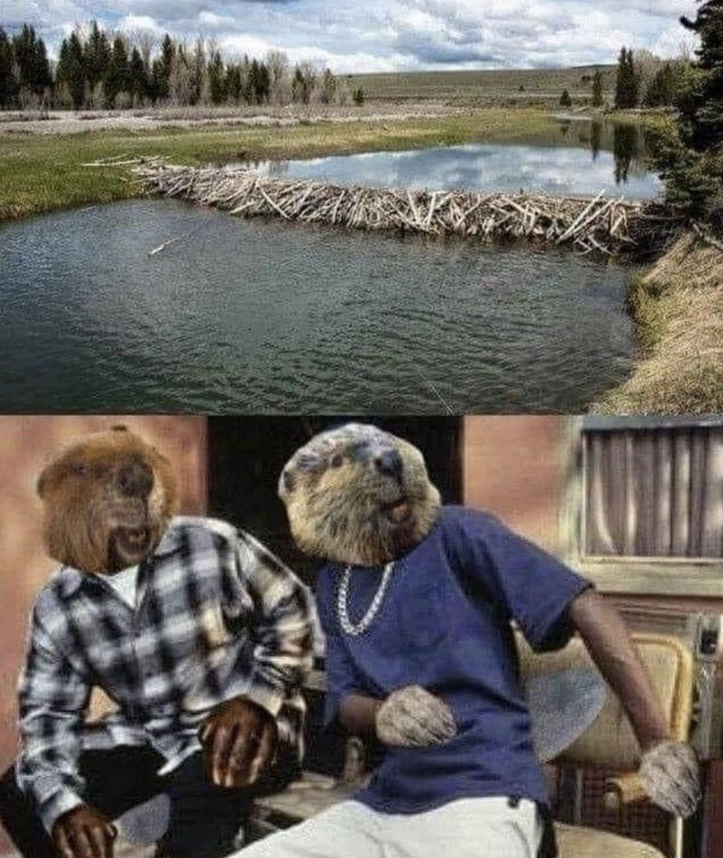 beaver dam friday meme 