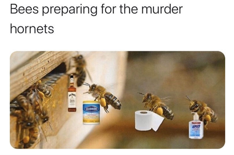 bees preparing for the murder hornets meme