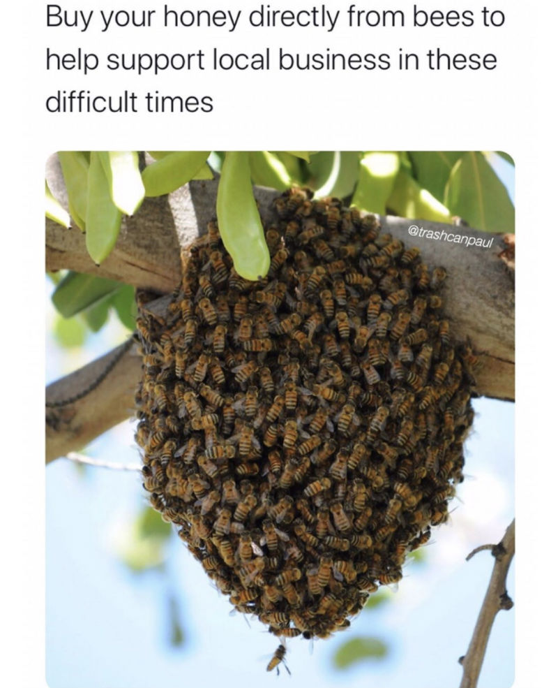 buy your honey directly from bees 