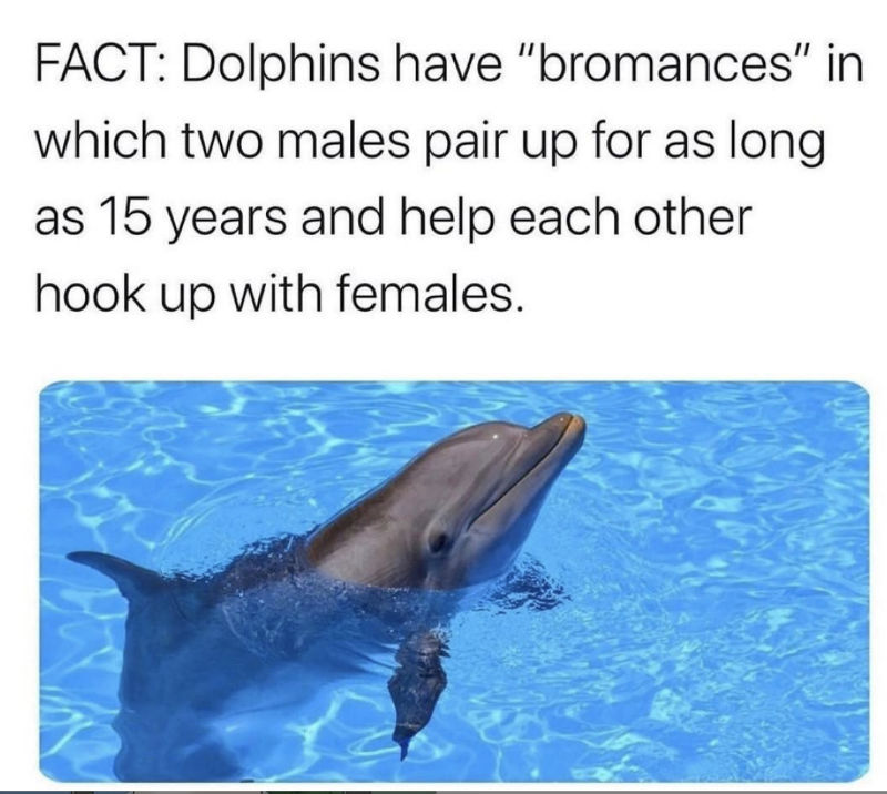 fact dolphins have bromances 