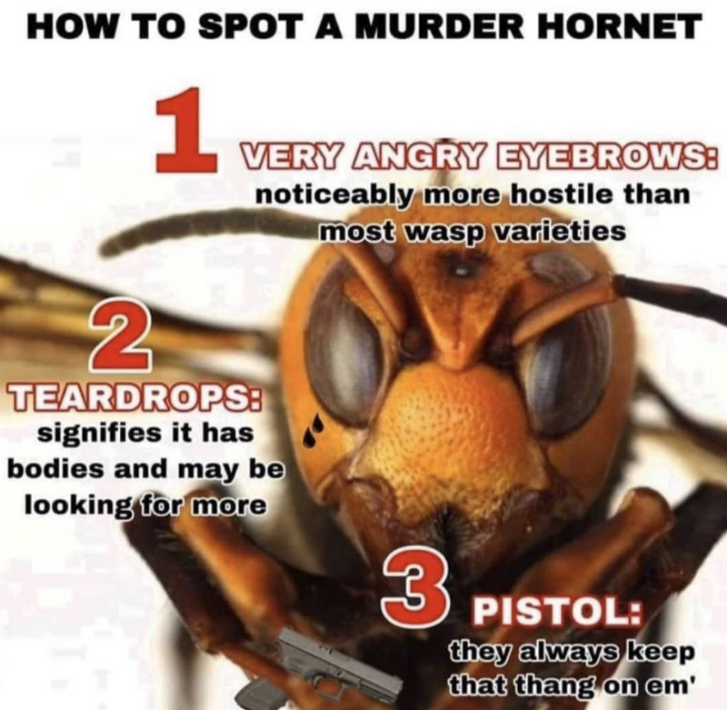 how to spot a murder hornet 