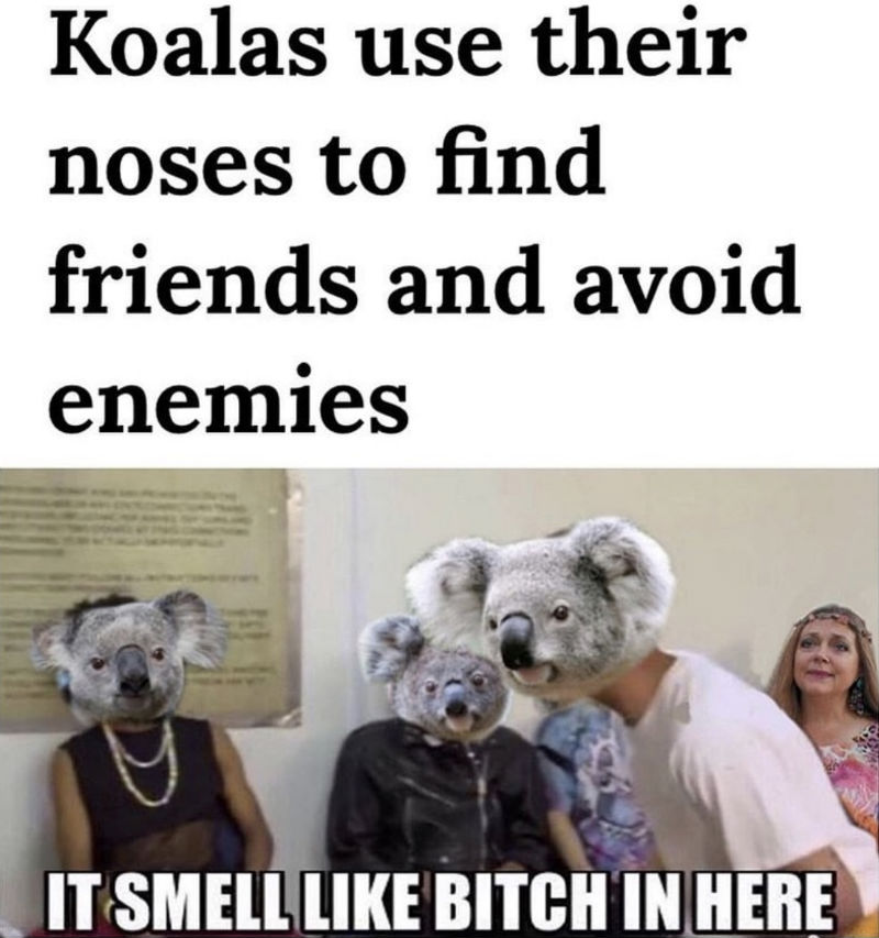 koalas use their noses to find food 
