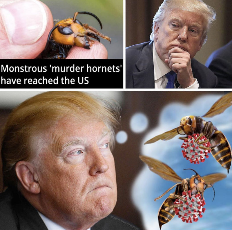 trump murder hornets meme