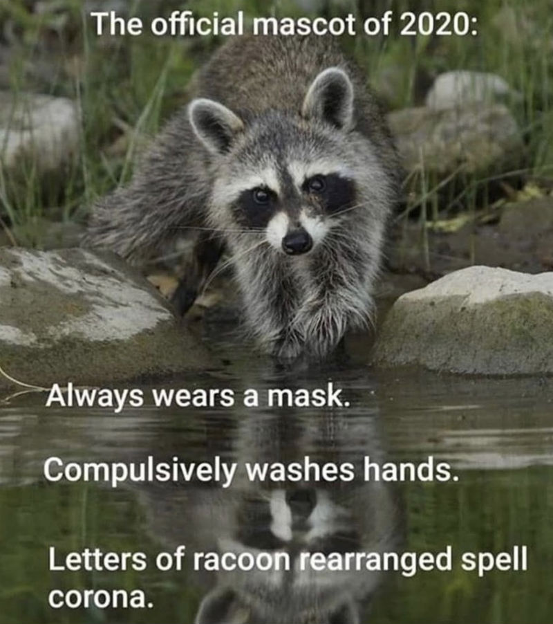 raccoon the official mascot of 2020 meme