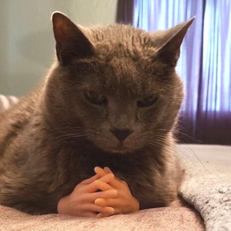 Tiny Hands For Cats - Shut Up And Take My Money