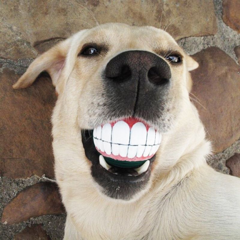 smile dog ball