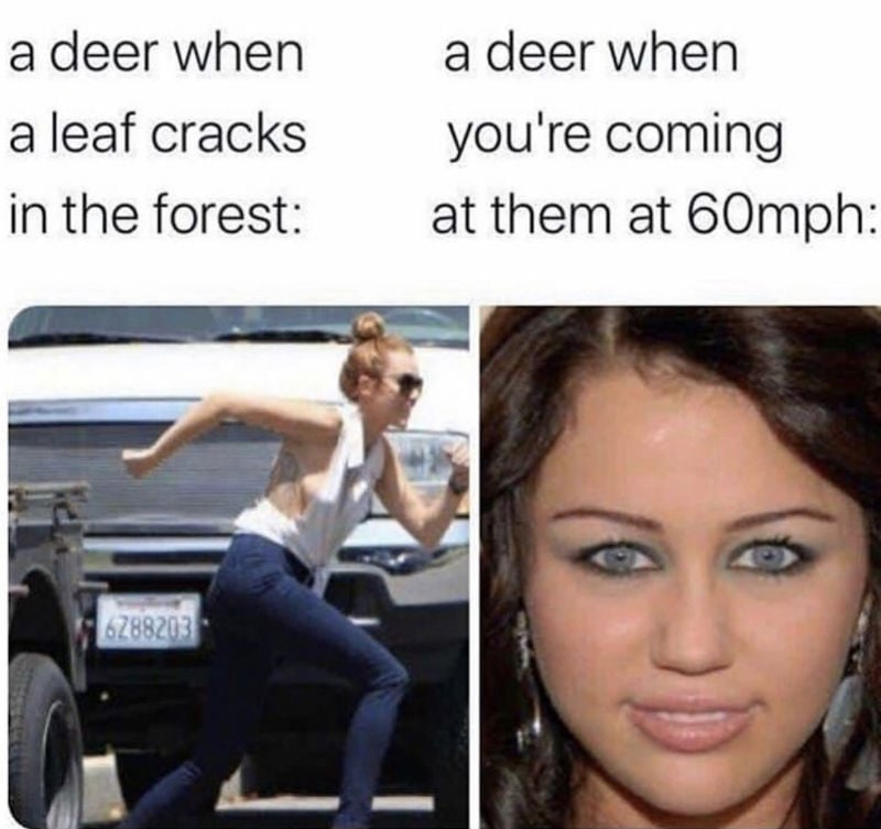 a deer when a leaf cracks in the forest 