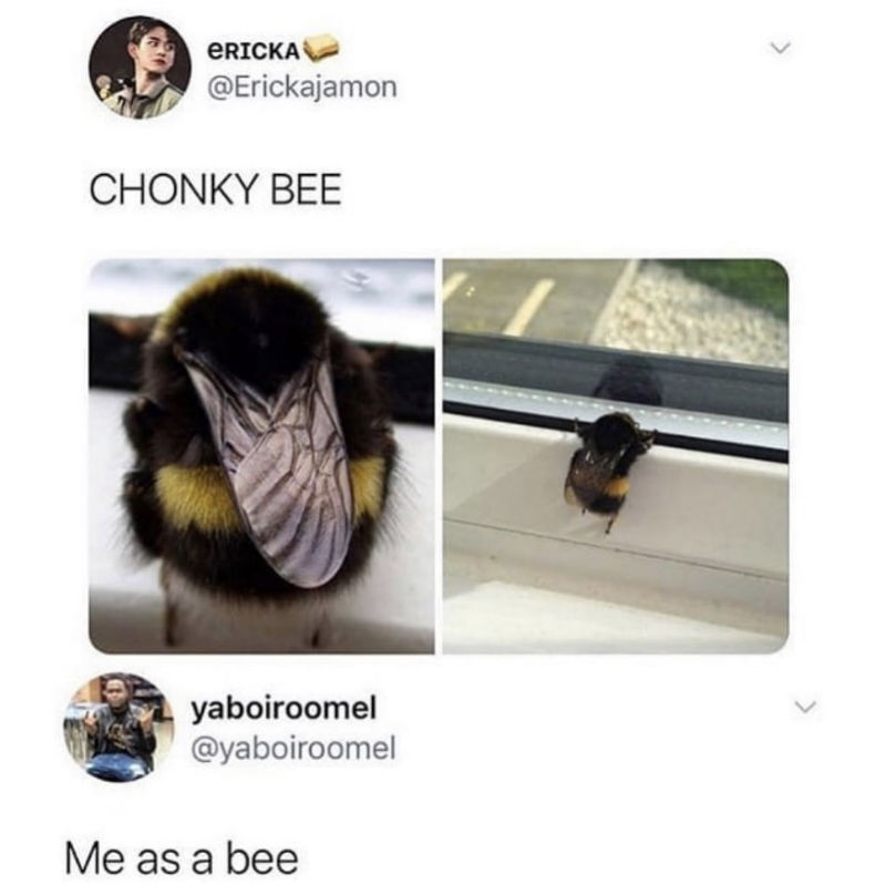 chonky bee meme