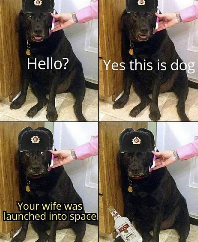 hello yes this is dog 