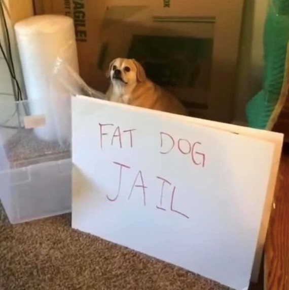 fat dog jail meme