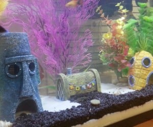 Who lives in a pineapple under the sea? Your pet fish does!