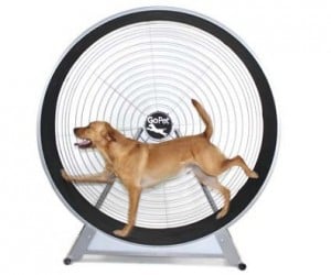 Dog Exercise Wheel – Why should hamster have all the fun?