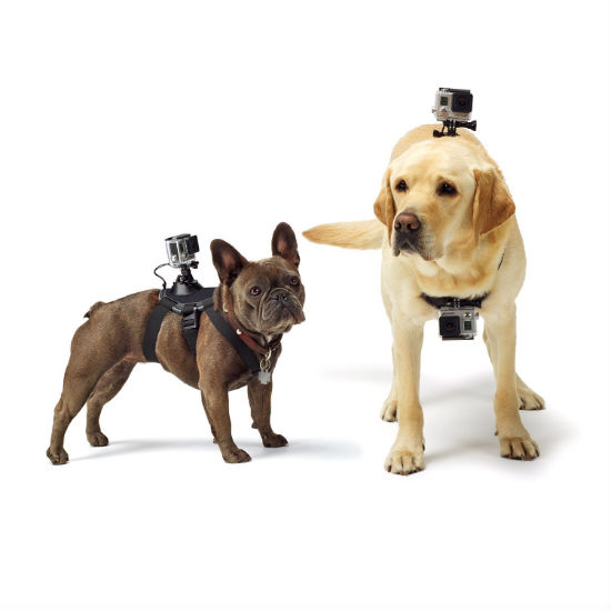 gopro dog harness