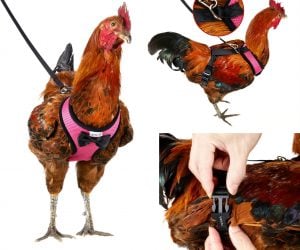 Now your chicken really can cross the road with the help of this handy chicken harness. 