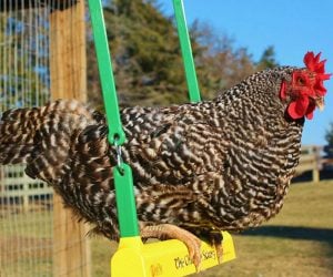 The Chicken Swing – Ain’t no thang but a chicken swing. An activity for all breeds and ages of chickens to use in the coop Reducing coop boredom and bringing smiles to