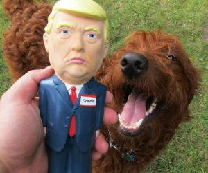 Make Dog Toys Great again with the Trump Squeaker toy! We have the best dog toys folks believe me. 