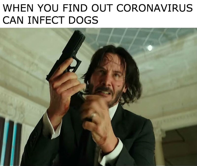 When You Find Out Coronavirus Can Infect Dogs John Wick ...