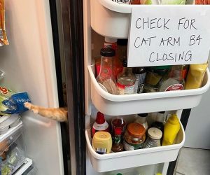 Check For Cat Arm Before Closing Refrigerator – Meme