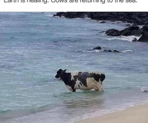 Earth Is Healing Cows Are Returning To The Sea – Meme