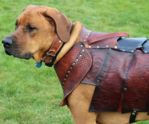 Leather Armor For Your Dog! – Just in case your dog ever has to ride into battle!
