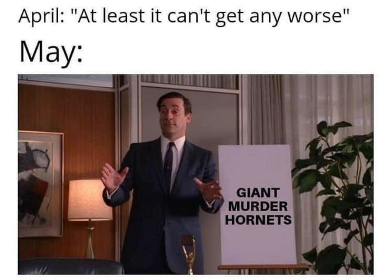 april-at-least-it-cant-get-any-worse-may-giant-murder-hornets-meme.jpg