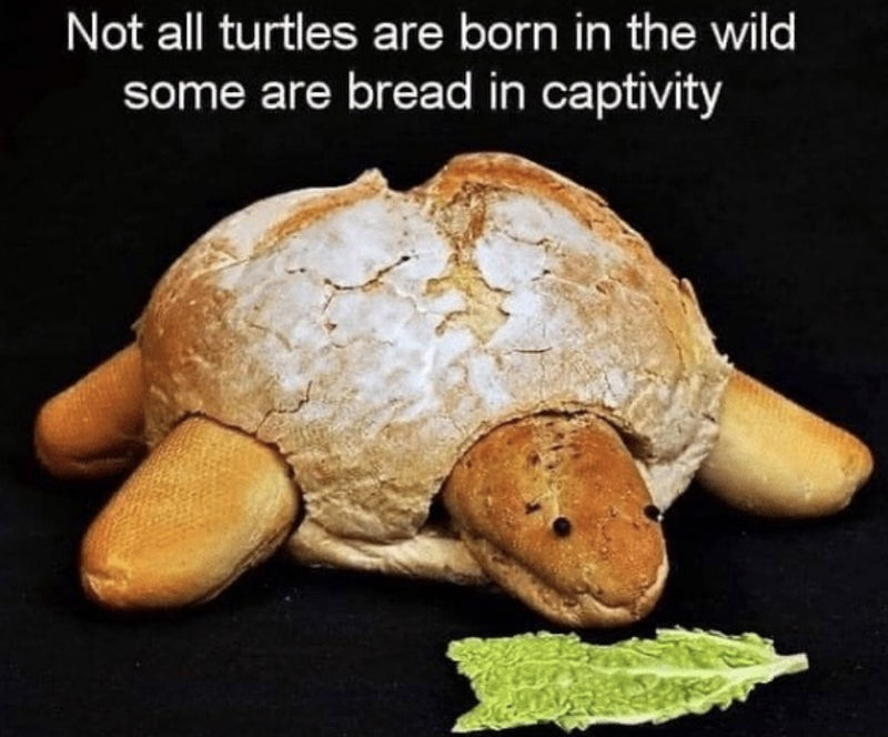 not all turtles are born in the wild 