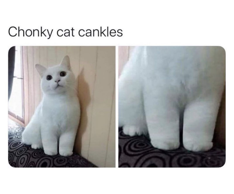 chonky cat cankles meme