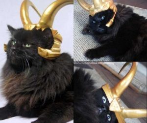 Loki Crown For Pets – Do you want your pet to become the God of Mischief? Turn them into a trickster with this horn!
