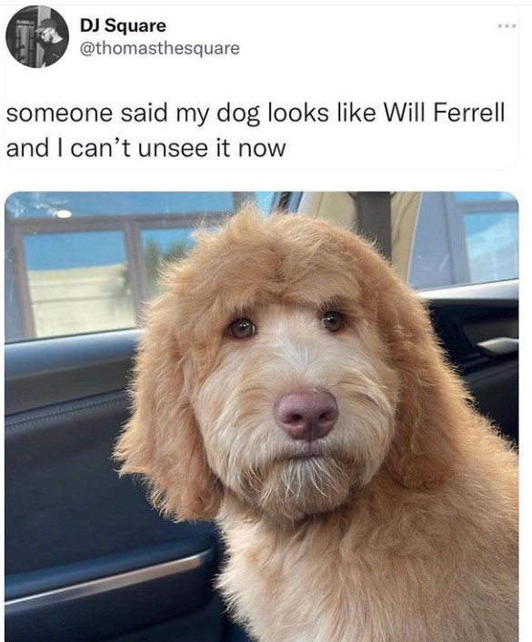 someone said this dog looked like will ferrell 